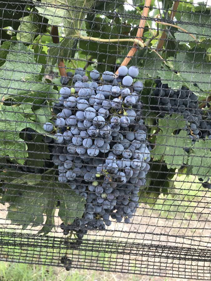 Chaglasian Wine & Suites سان رافاييل المظهر الخارجي الصورة
