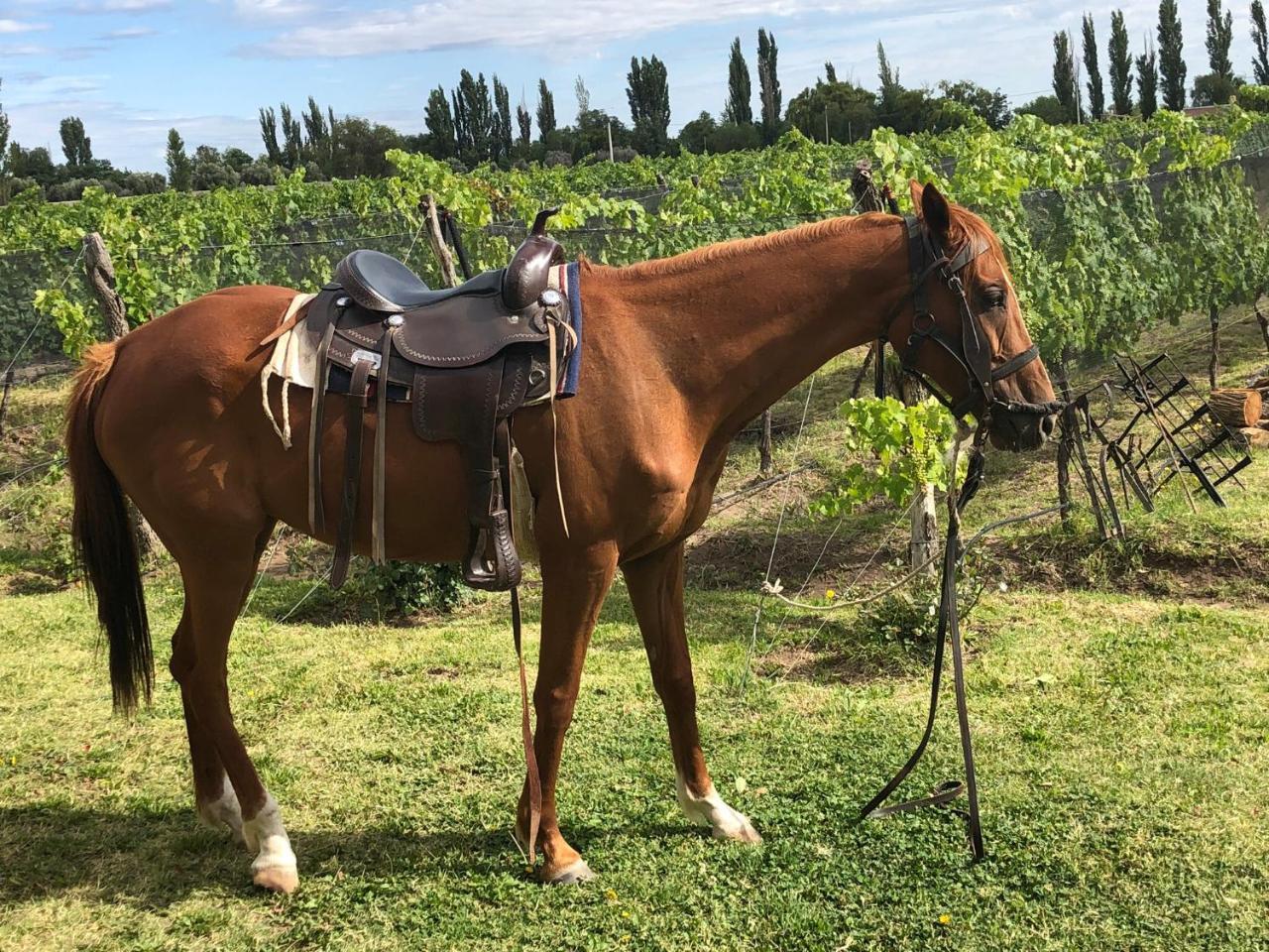Chaglasian Wine & Suites سان رافاييل المظهر الخارجي الصورة